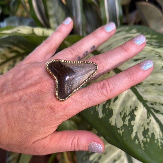 Megalodon Ring